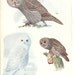 1936 Bird Print - Plates 53 & 54 - Owls - Vintage Antique Art Illustration by Louis Agassiz Fuertes 75 Years Old