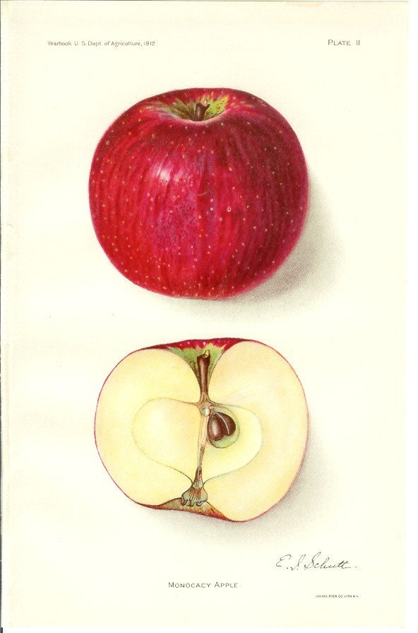 1912 Fruit Print - Monocacy Apple - Vintage Home Kitchen Food Decor Plant Art Illustration Great for Framing 100 Years Old