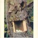 1904 Bird Nest Print - Downy Woodpecker - Vintage Antique Photograph Art Illustration Natural Science Great for Framing 100 Years Old