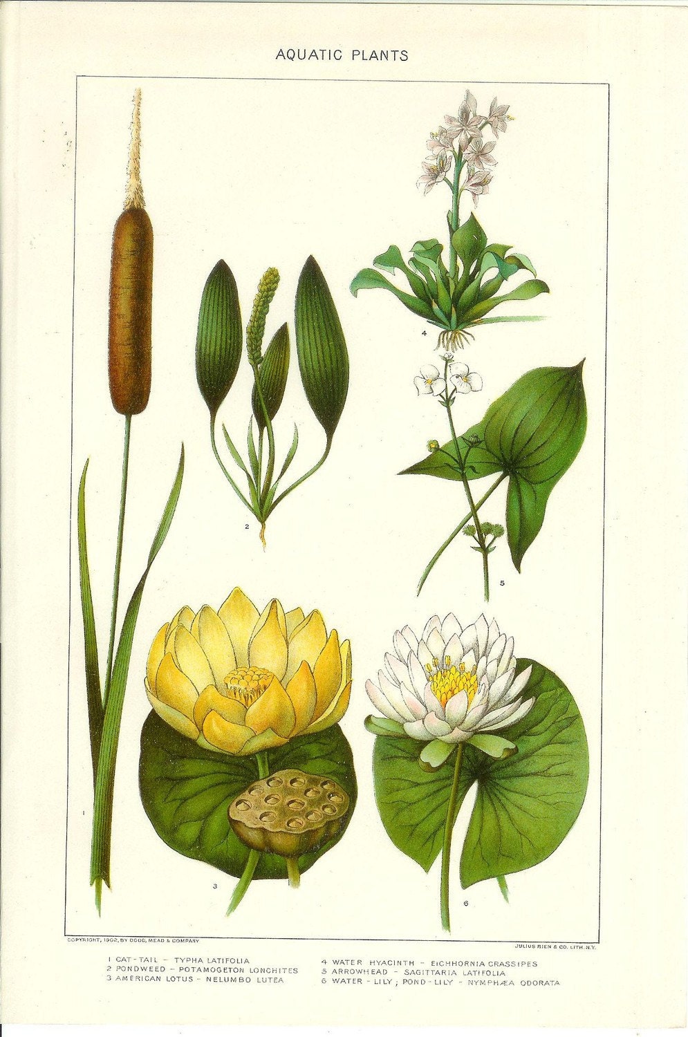 Botany Plants