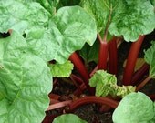 Organic Rhubarb Jam Colorado Grown Farmers Markets