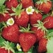 Homemade Strawberry Jam 8 oz Farmers Market Breakfast Brunch Wedding Favor