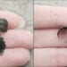 Dark Forest Right Ear Cuff - Black Leaves Filigree