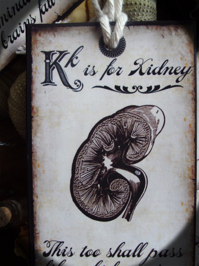 Anatomical Alphabet Flash Tags Edition Three Units Perfect Gift
