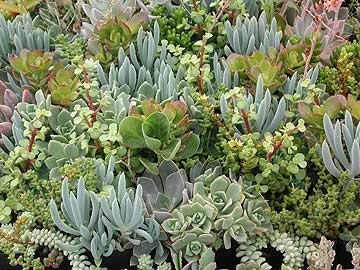 3 Succulent Plants, Grab-Bag Surprise, Start a Garden or Create a Terrarium, Great Party Favors