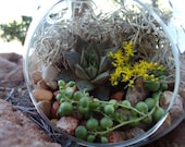 Succulent Terrarium Garden Hanging Glass Globe DIY Kit with Gift Box