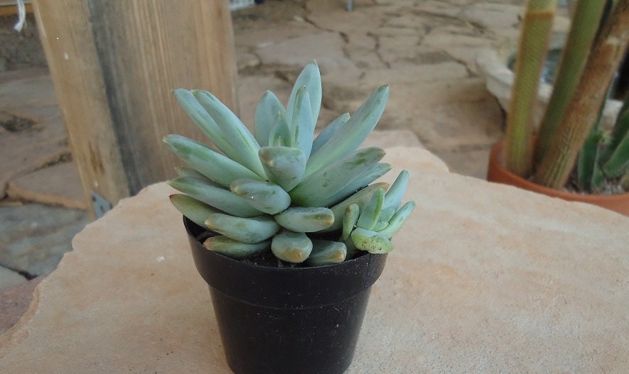 Pachyveria Glauca, Little Jewel, Succulent Plant,