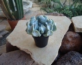 Echeveria Topsy Turvy Rosette Succulent Plant