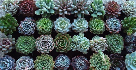 RESERVED for Helen Maas, A Collection of 100 Succulent Plant Rosettes for Your Wedding Favors or Centerpieces
