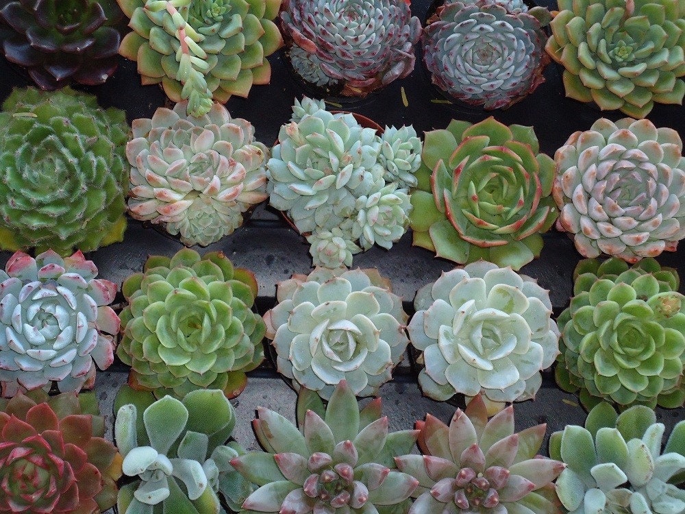 RESERVED Listing for abbydecicco for Her September Wedding A Collection of 100 Assorted Succulents in Various Sizes