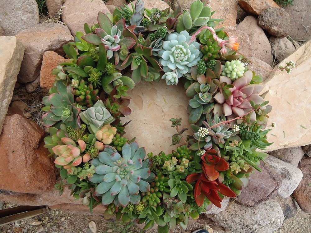 As Seen in Birds & Blooms and Phoenix Magazines The Original Succulent Designs Living Succulent Centerpiece/Wreath XL Choose Your COLORS