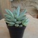 Pachyveria Glauca, Little Jewel, Succulent Plant,