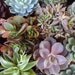RESERVED for Helen Maas, A Collection of 100 Succulent Plant Rosettes for Your Wedding Favors or Centerpieces
