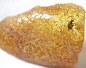 Inclusion (insect fossil) in the Baltic amber. (EM147)