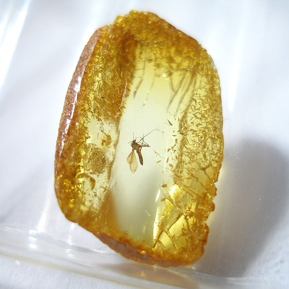 Inclusion (insect fossil) in Baltic amber. (EM118)