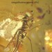 Inclusion (insect fossil) in the Baltic amber. (EM136)