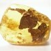 Nice piece of the raw Baltic amber with the vestiges of a plant fossil. (EA132)