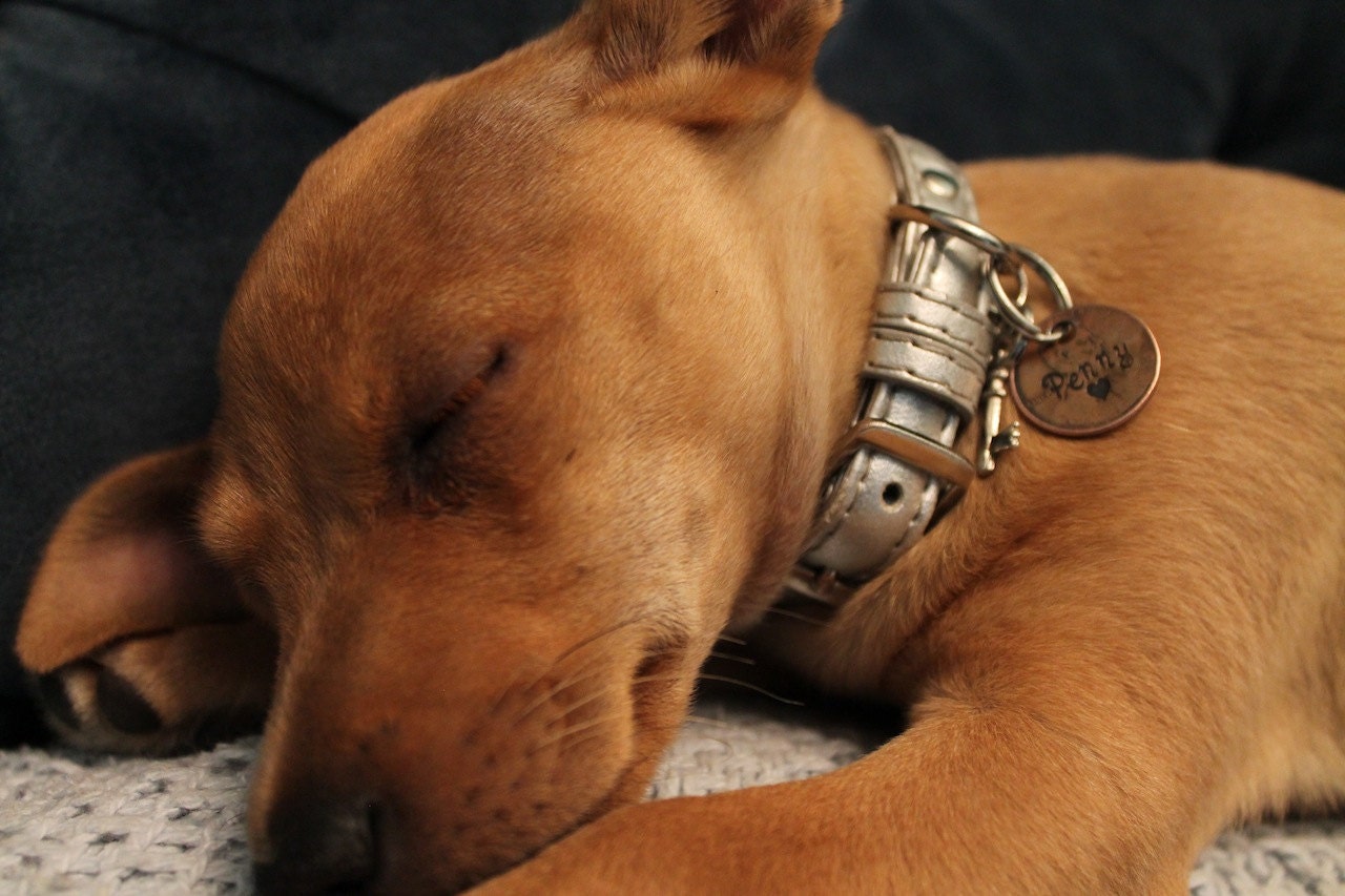 Penny Pet tag
