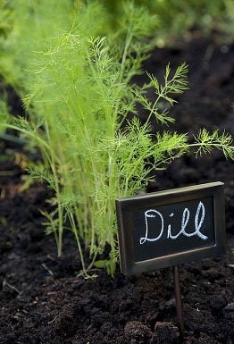 Organic Dill Bouquet Heirloom Herb Seeds
