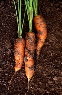 Organic Carrot Danvers Heirloom Vegetable Seeds