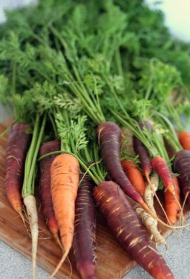 Organic Carrot Rainbow Blend Heirloom Vegetable Seeds