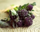 Organic Early Purple Sprouting Broccoli Heirloom Vegetable Seeds