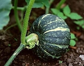 Organic Buttercup Winter Squash Heirloom Vegetable Seeds