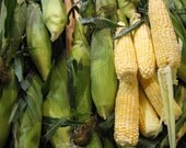 On The Cob 8x10
