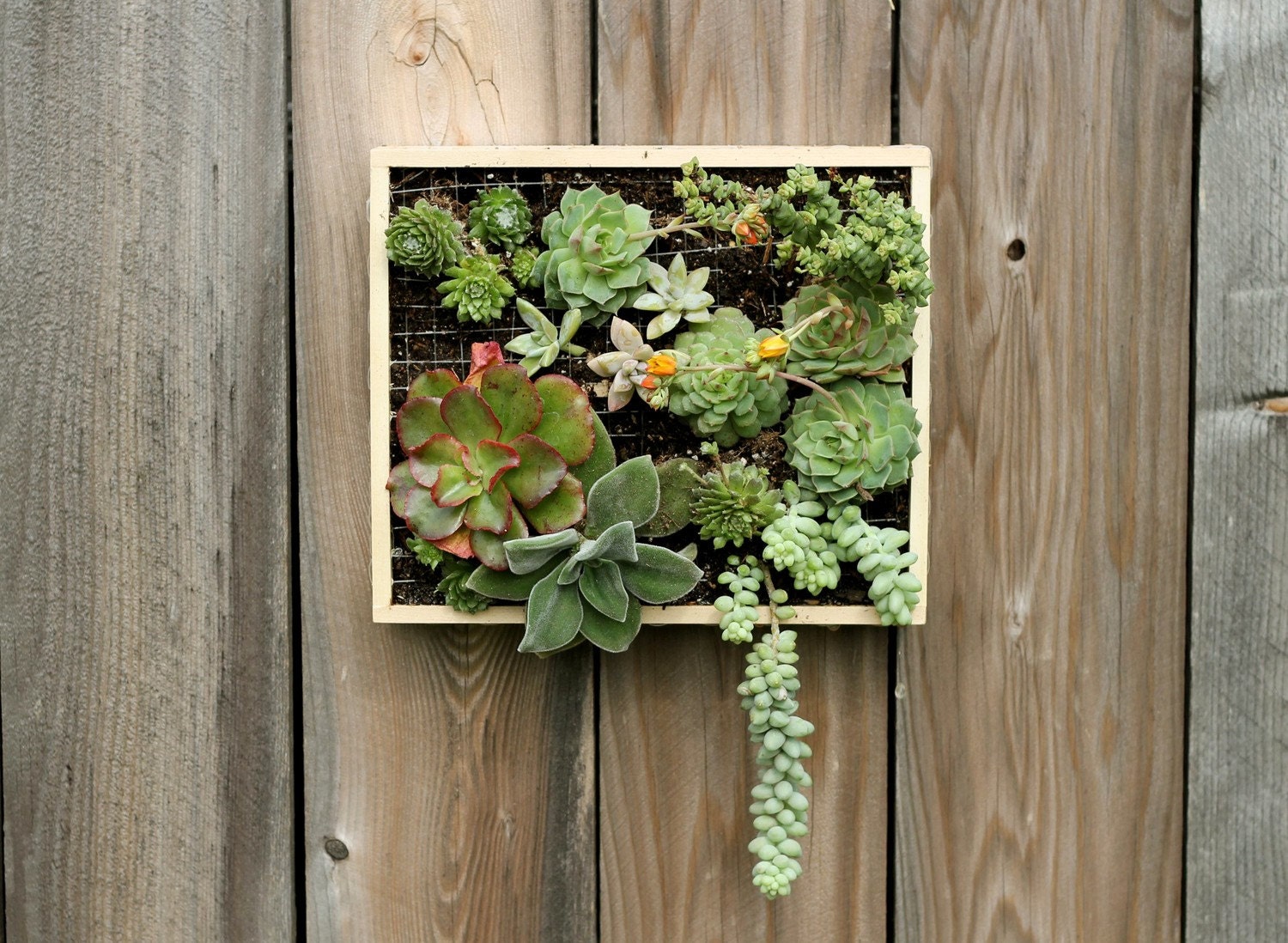 Step-by-Step PDF Instructions: Wall-Mounted Succulent Garden - radmegan