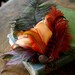 Tribaret Lily - Tribal Fusion - Hair Art Fascinator Clip