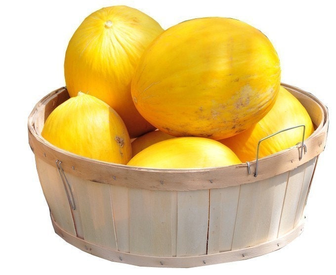 Heirloom Spaghetti Squash Seeds