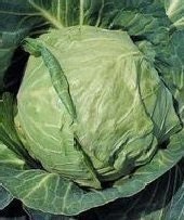 Heirloom Danish Ballhead Cabbage Seeds