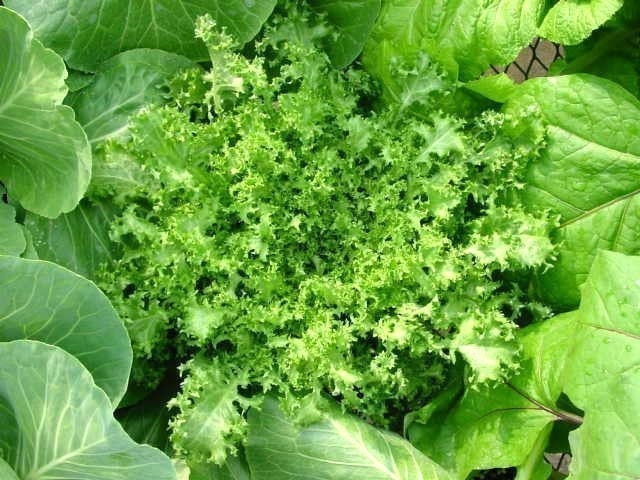 Heirloom Green Curled Ruffec Endive Seeds