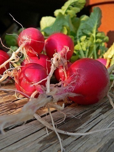 Heirloom Champion Radish Seeds