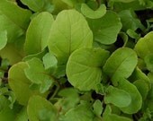 Heirloom Arugula Seeds