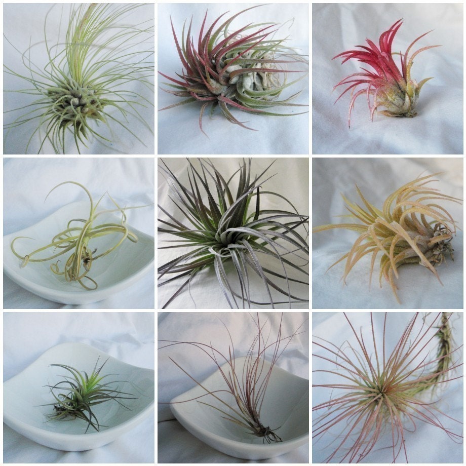 3 Months of Air Plants