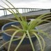5 Air Plants