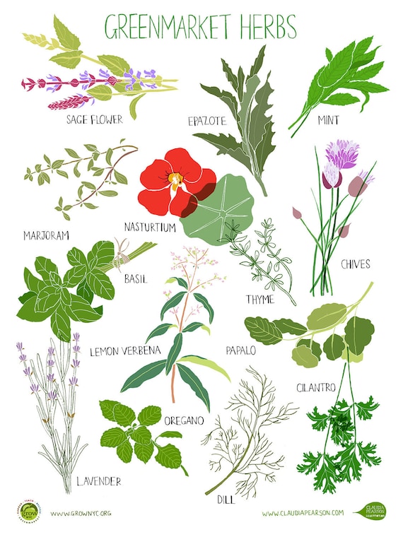 Herb Poster