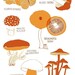 Mushrooms