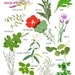 Herb Poster
