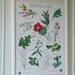 Herb Poster