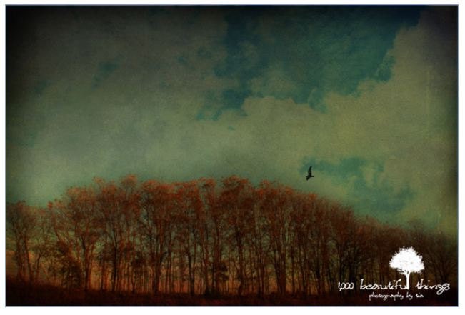 Sale Autumns Eve 11x14 fpoe poe team