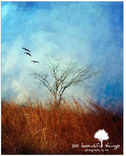 Sale Fly Away Home  11x14 fpoe poe team