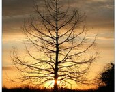 Sale Dawns Morning Light 11x14 fpoe poe team