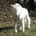 UNICORN   -  SOLD PENDING PYMT