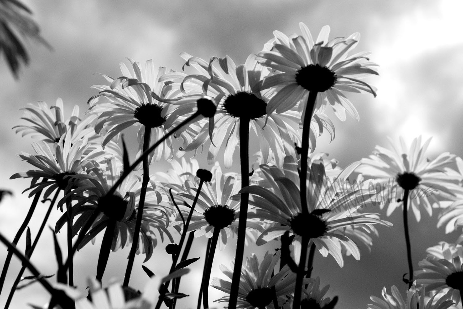 These Are the Stakes - 4x6 Fine Art Photograph
