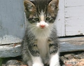 Cute Lonesome Gershwin Little Kitty Cat Kitten 5.5 x 4.25 in. Photo Magnet