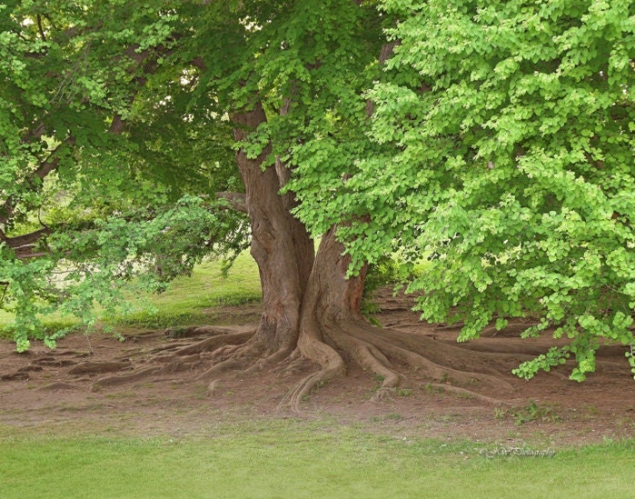 Old Man Tree Print, Highland Park, Rochester, NY Forest 11x14 Fine Art Photography Photo Print