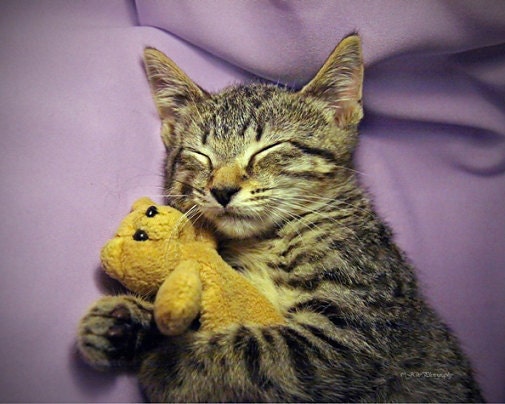 Sleeping Sleepy Daisy Kitten Kitty Cat with Tiny Teddy Bear, 8x10 Original Print