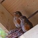 Baby Robins Birds Nesting Barn Rafter, 8x10 Original Photo Print